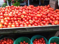 Piles of tomatoes at Maple Acres Farm